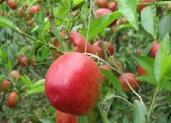 果实成熟|油桃几月份成熟上市