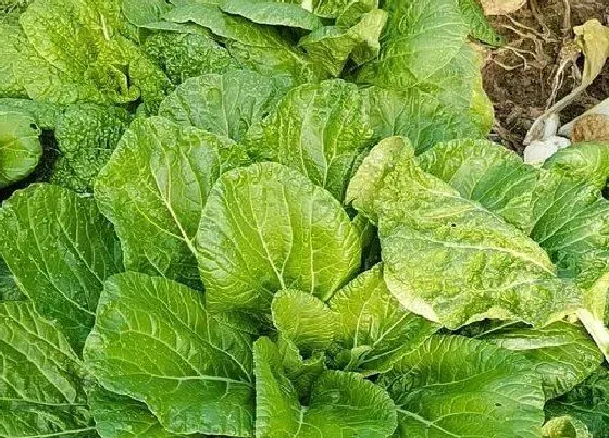 植物寓意|十字花科代表植物 有哪些主要特征