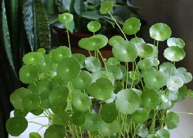 植物百科|金钱草和月亮草的区别