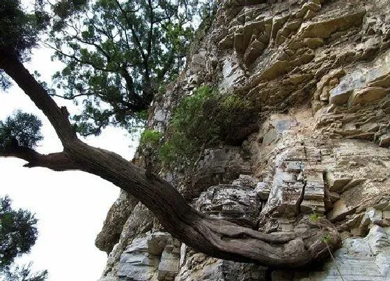 植物百科|沉香树有籽吗