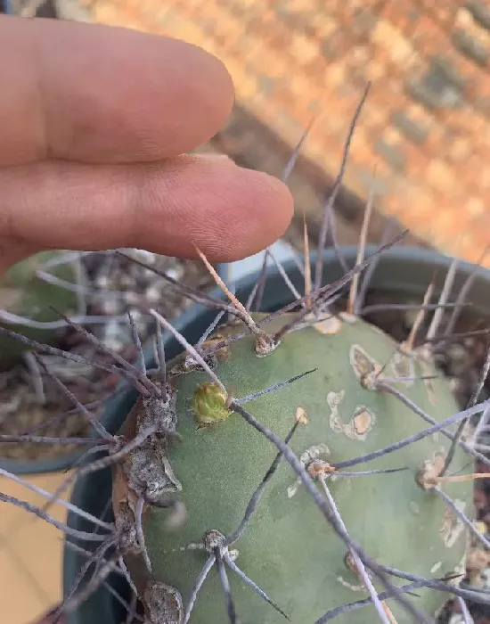 植物百科|仙人掌的生长过程观察日记（从出芽到半成片的变化）