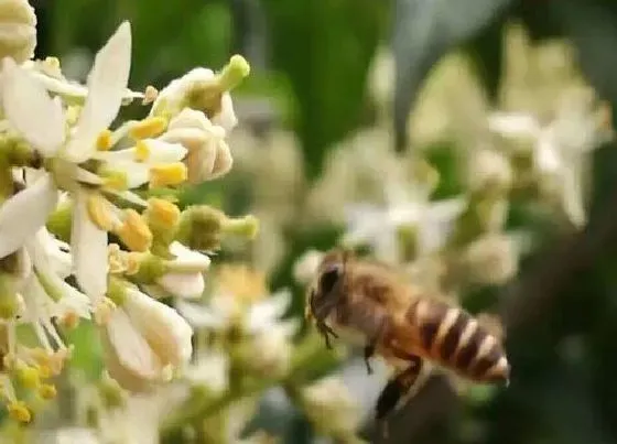 植物虫害|中华蜜蜂病虫害防治技术与方法