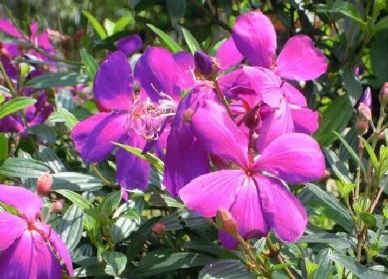 花期|牡丹花期几天 一朵牡丹花能开几天