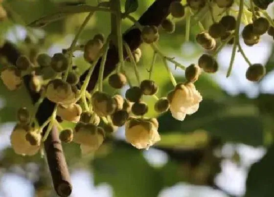 植物百科|猕猴桃开花吗 开花什么样子