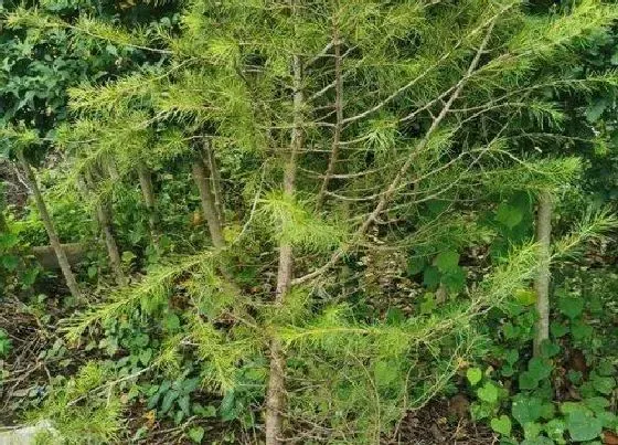 植物产地|雪松是哪个国家的国树