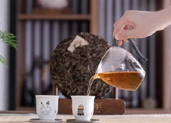 植物泡水|普洱茶属于什么类型的茶叶（普洱茶类型特点及产区分布）