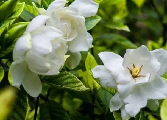 开花时间|日本达摩栀子花一年开几次花 多长时间开一次花