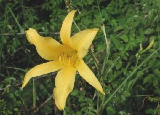 花卉百科|代表遗忘的花