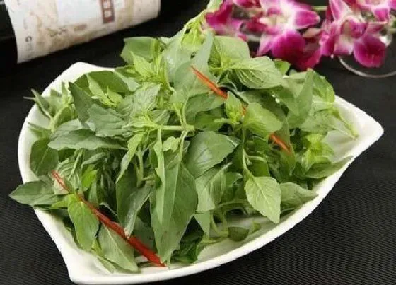 果实保存|荆芥怎么存放时间长不变黑 新鲜荆芥怎样长期保存
