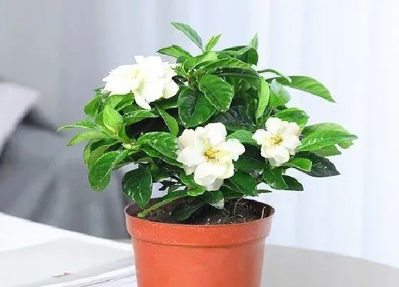 摆放风水|家里养栀子花风水好吗