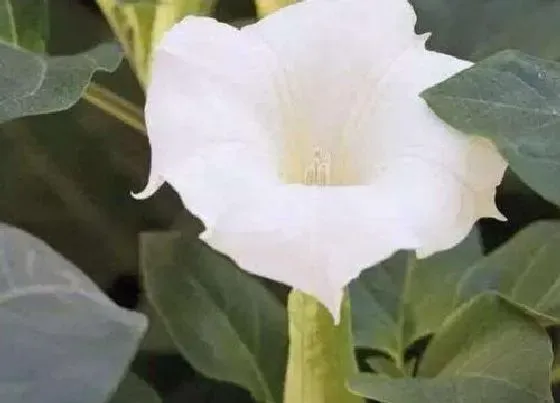 开花时间|月光花什么时候开花 一般几点开放