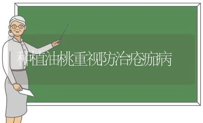 种植油桃重视防治疮痂病 | 植物种植百科