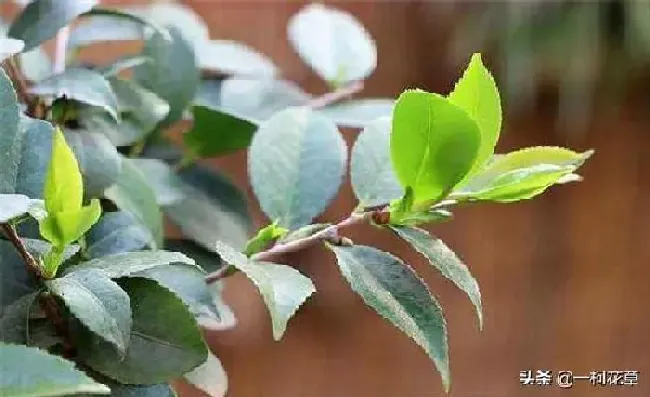 养殖方法|新手必看四季茶花要怎么养（家里茶花养殖方法和注意事项）