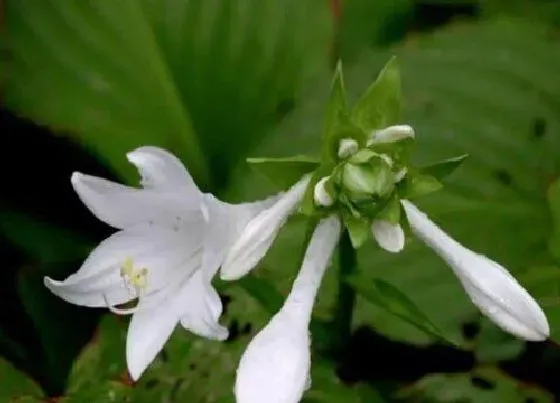 种植管理|香水兰球根几月份种植合适