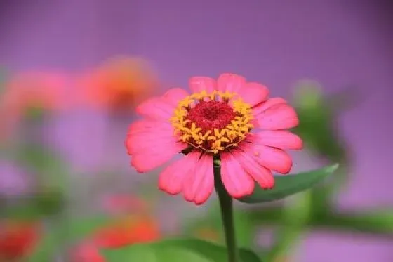 种植方法|太阳花怎么种植长得快