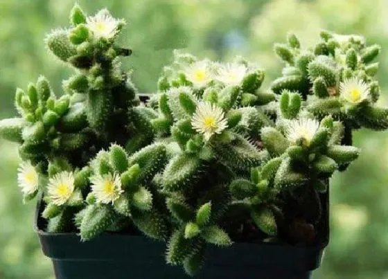 植物修剪|雷童怎么修剪好看