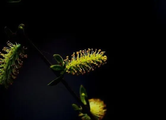颜色花|柳树的花是什么颜色