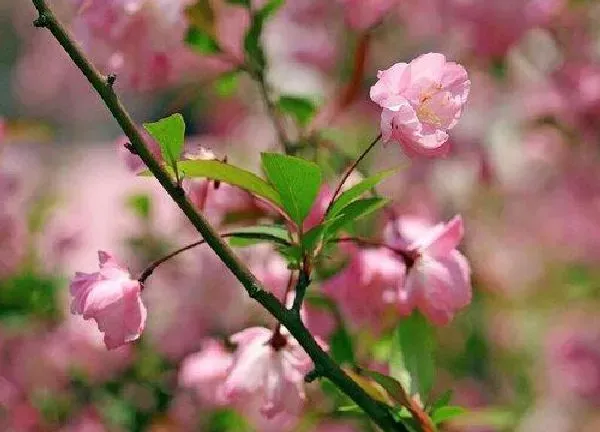 植物浇水|海棠花开花时能浇水吗