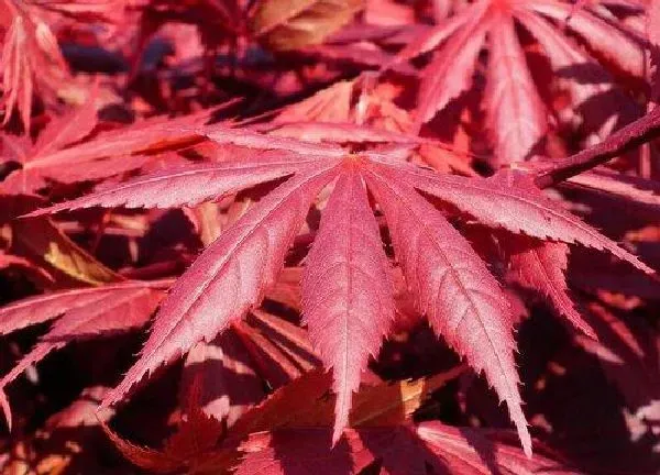 养殖科普|红枫喜阴还是喜阳光的植物