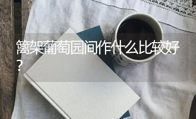 篱架葡萄园间作什么比较好？ | 瓜果种植