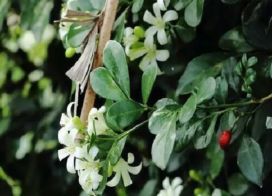 植物百科|九里香开花吗 一般什么时候开花