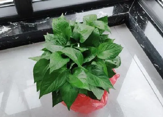 植物寓意|绿萝的寓意和象征风水
