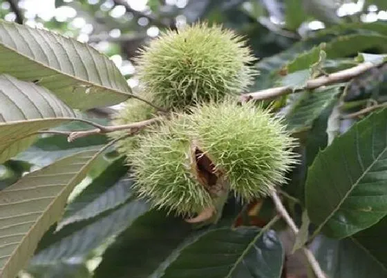 植物百科|栗树是什么植物