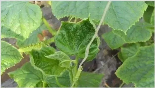 黄瓜缺素症状及防治 | 种植病虫害