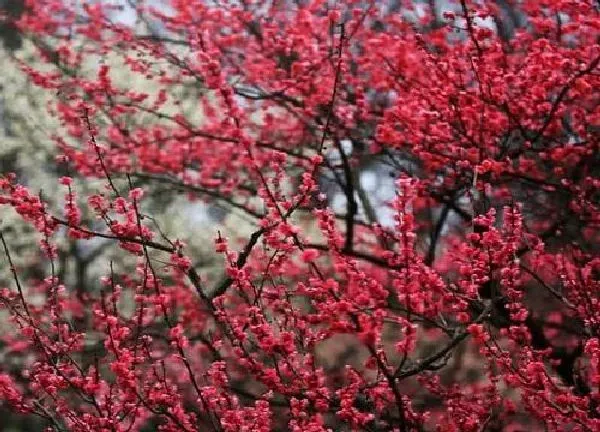 养殖科普|属牛适合养什么花卉植物