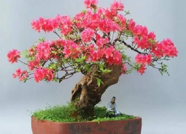 盆景|野生杜鹃花老桩养殖方法与养护事项