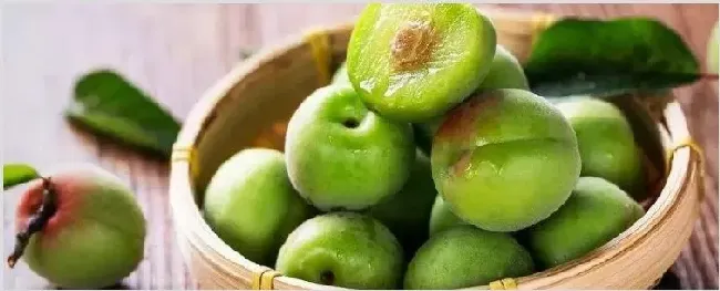 梅子成熟在几月 | 耕种资料