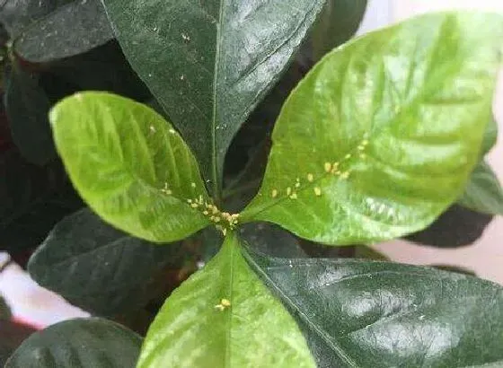 植物虫害|栀子花长虫子怎么办 病虫害治理方法及妙招