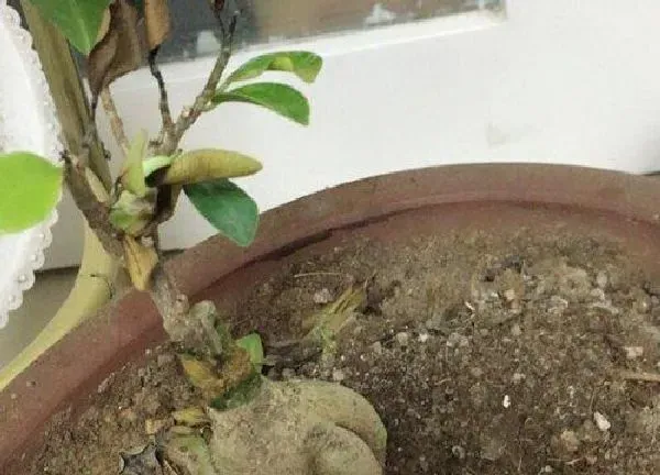 植物换土|榕树换土时间和方法