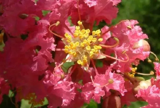 植物嫁接|紫薇什么时候嫁接成活率高