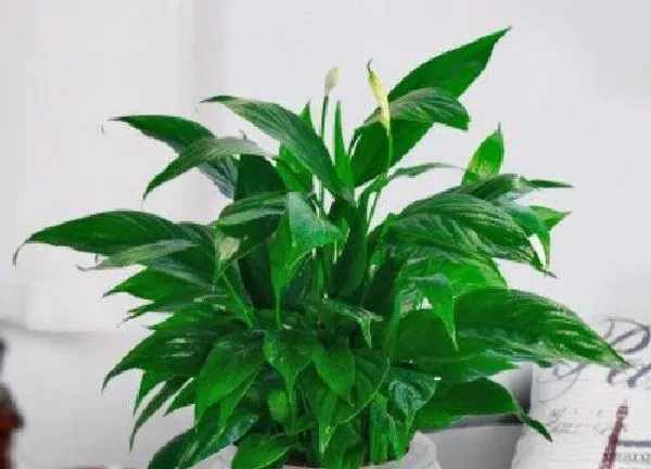 植物浇水|一帆风顺花可以浇啤酒水吗