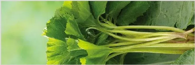 青菜怎么繁殖 | 种植技术