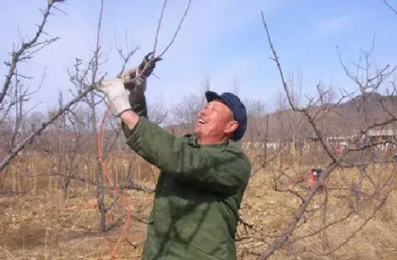 植物修剪|冬季李子如何修剪技巧，李子树冬天修剪方法及技术）