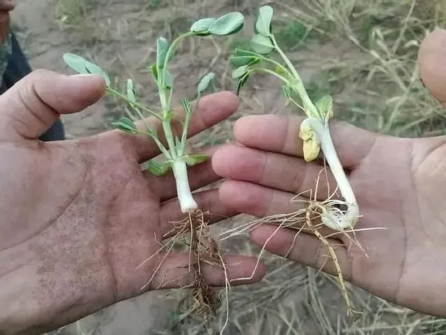 种植管理|种植花生高产的诀窍，花生增产的管理技术与种植要点）