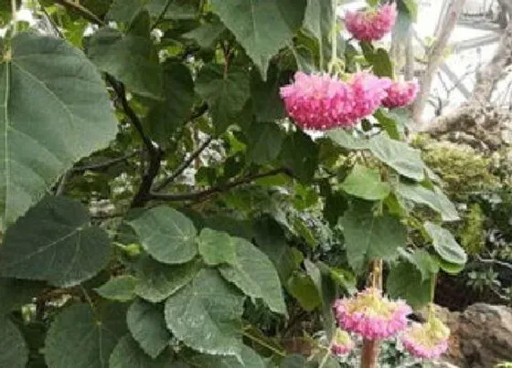 植物播种|绣球花种子怎么种植