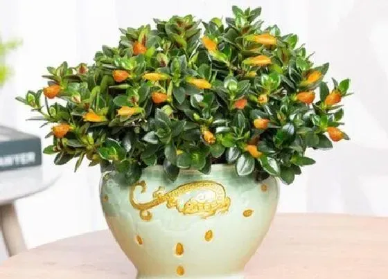 花期|金鱼吊兰花期是什么时候