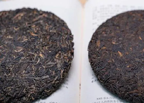 植物泡水|普洱茶属于什么类型的茶叶（普洱茶类型特点及产区分布）
