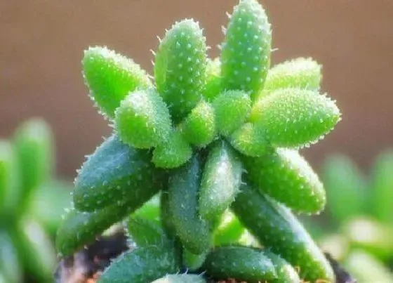 植物修剪|雷童怎么修剪好看
