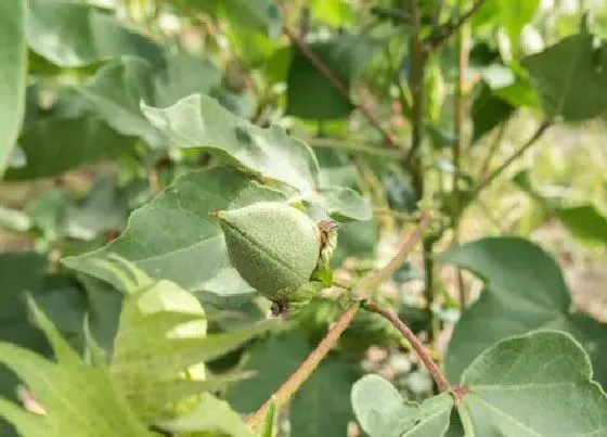 叶子|棉花的叶子像什么形状