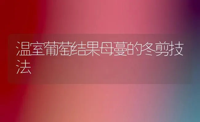 温室葡萄结果母蔓的冬剪技法 | 瓜果种植