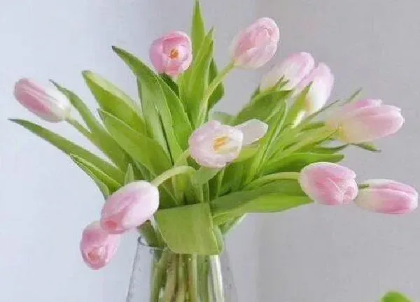 养殖科普|郁金香水养可以养多久（郁金香鲜花插水里能活多久）