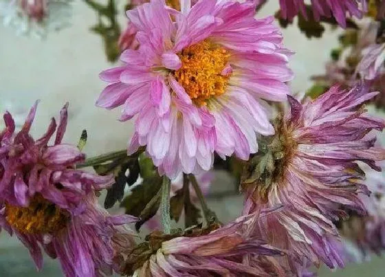 植物百科|菊花是多年生吗