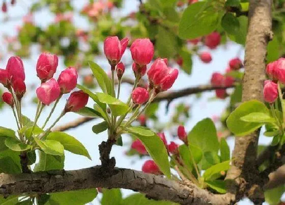 花朵诊疗|海棠花催花时间和方法