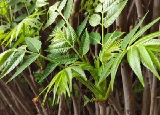 种植位置|香椿可以种在院子里吗