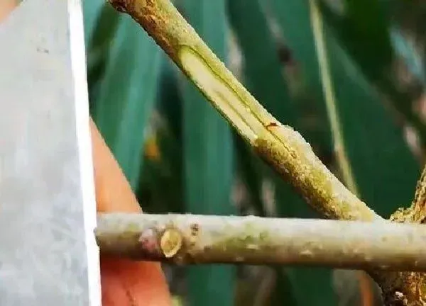 植物发芽|桑树芽接最佳时间和技术方法