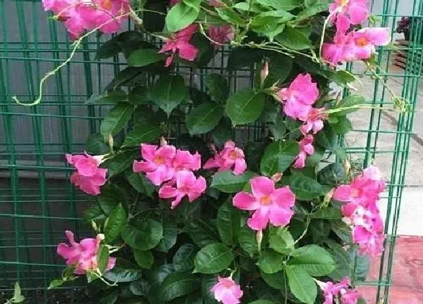 植物浇水|飘香藤多久浇一次水